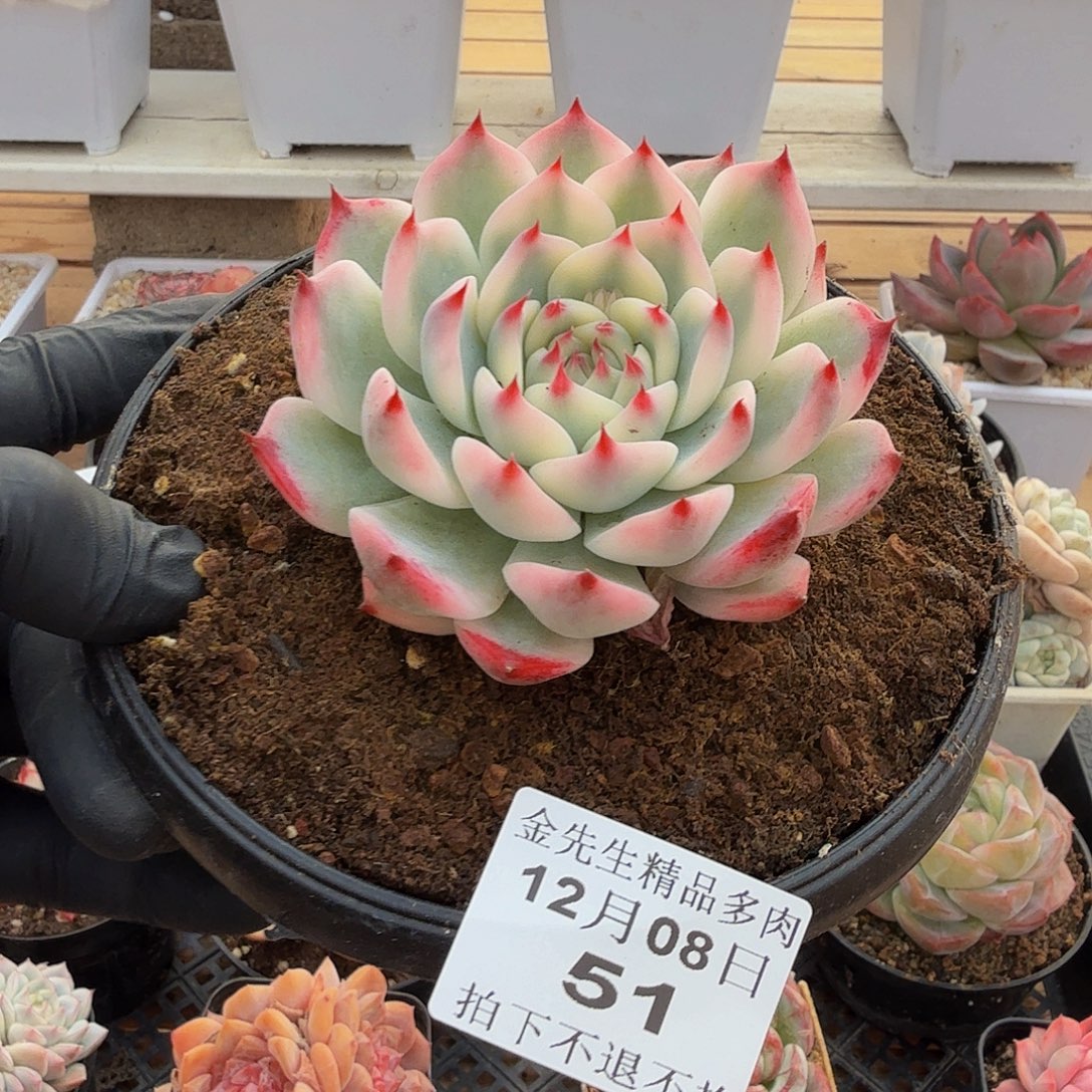 1208-51吉娃娃锦单头