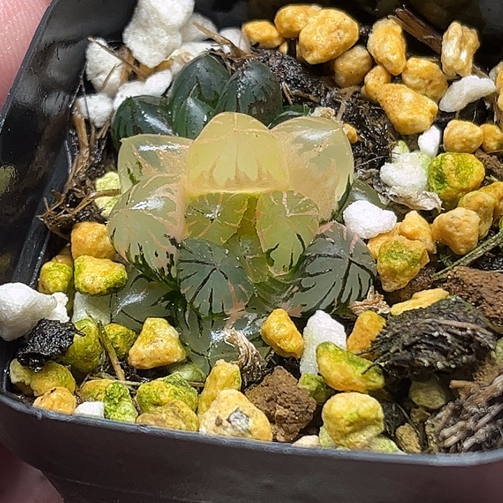 84双头龙爪玉露锦