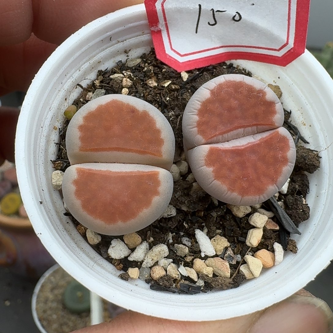 150多肉哈哈哈哈哈哈哈