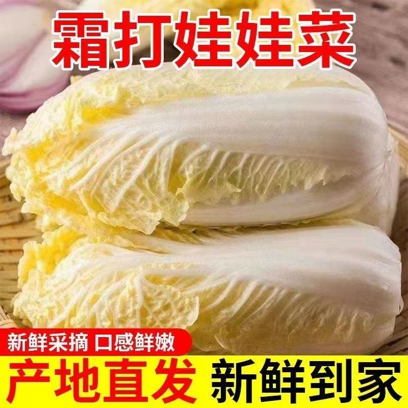 商超品质新鲜露天种植霜打黄心娃娃菜现砍现发软糯香甜