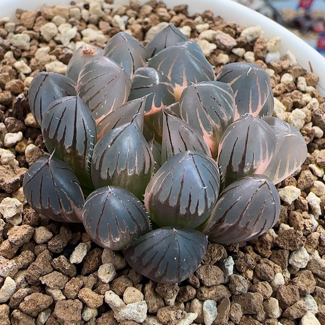 429号霓虹灯4.5左右一物一拍带盆土