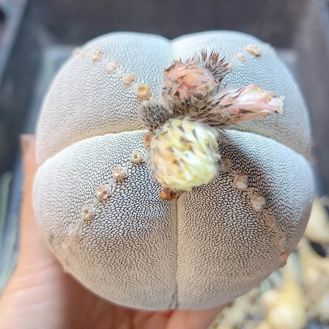 晚1号自根日系矮胖恩冢10公分