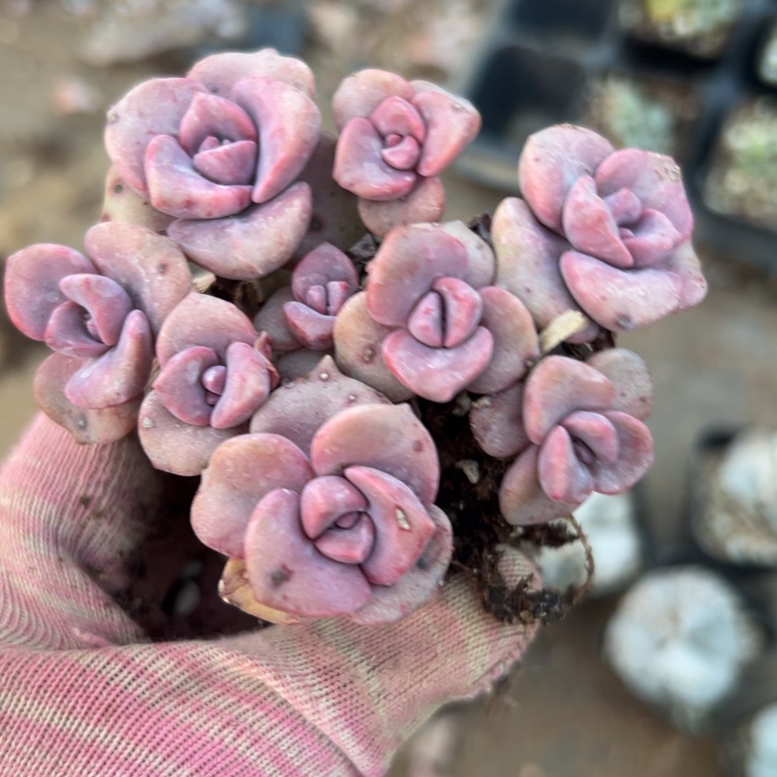 父母亩植物中央音乐学院