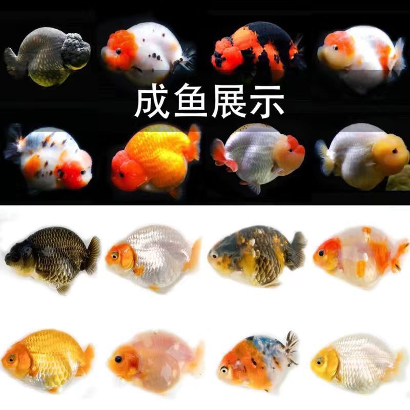 兰寿金鱼观赏鱼好养耐活