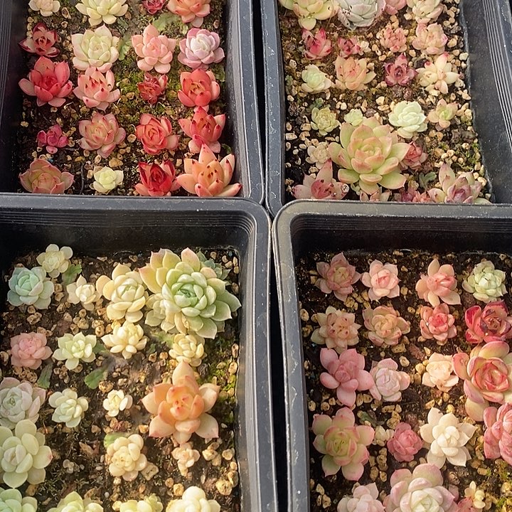 秦***娘108 多肉植物盆栽花卉