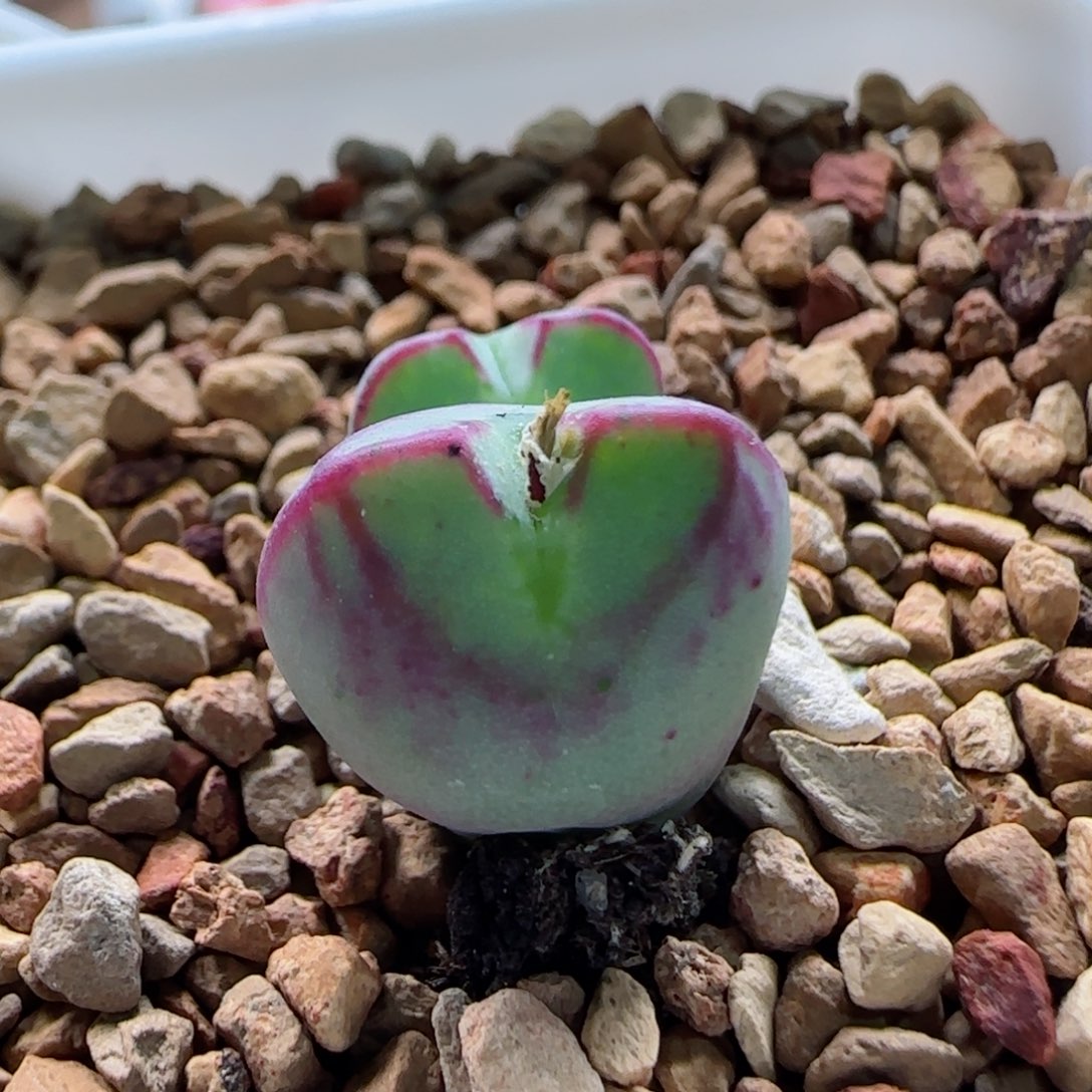 1-18-3-6当天满58包邮精品杂交1.4左右脱土