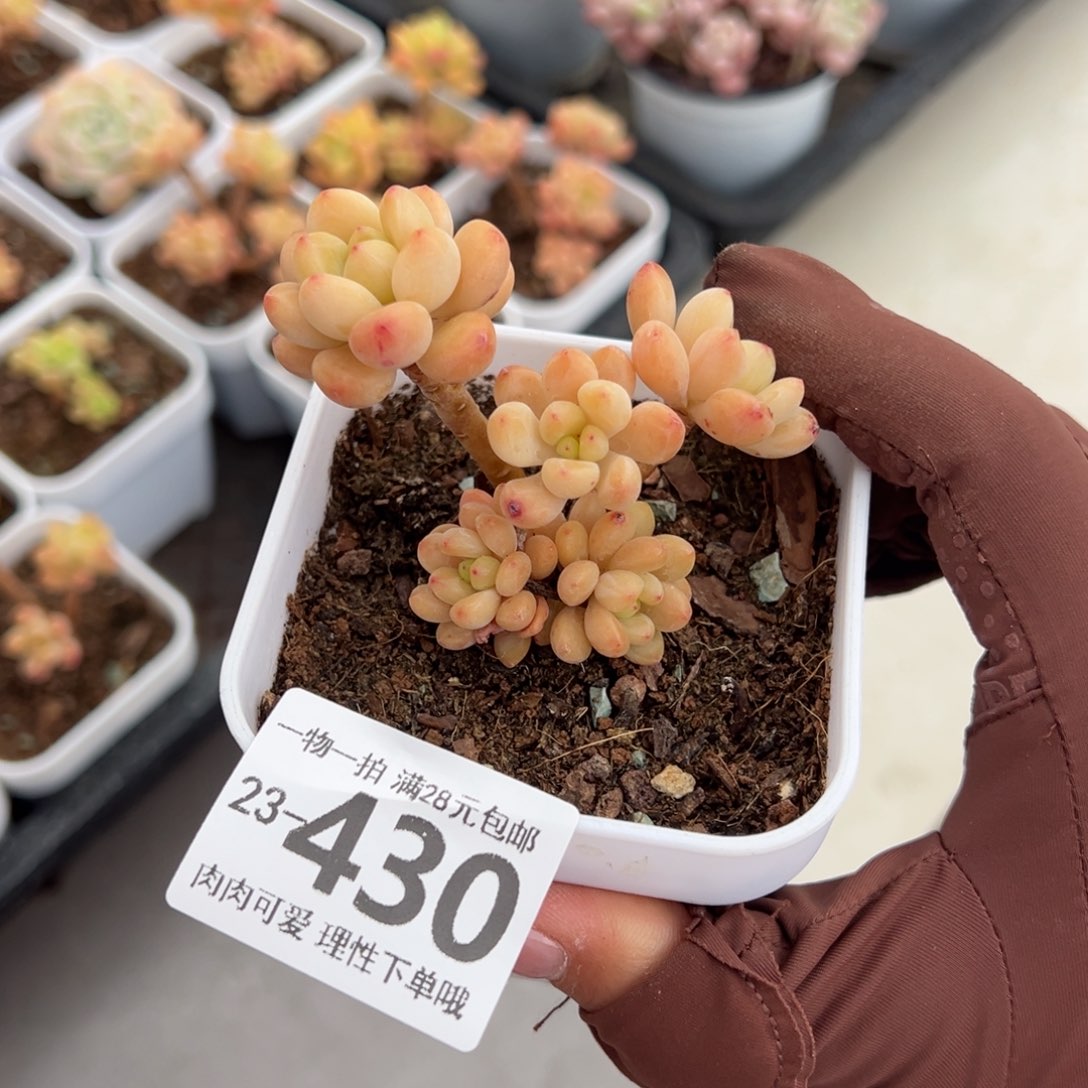 香格里拉多肉多肉多肉多肉