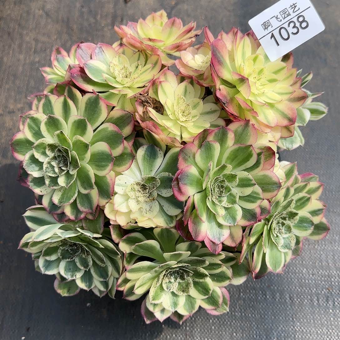  1038多肉 玉姿法师福利