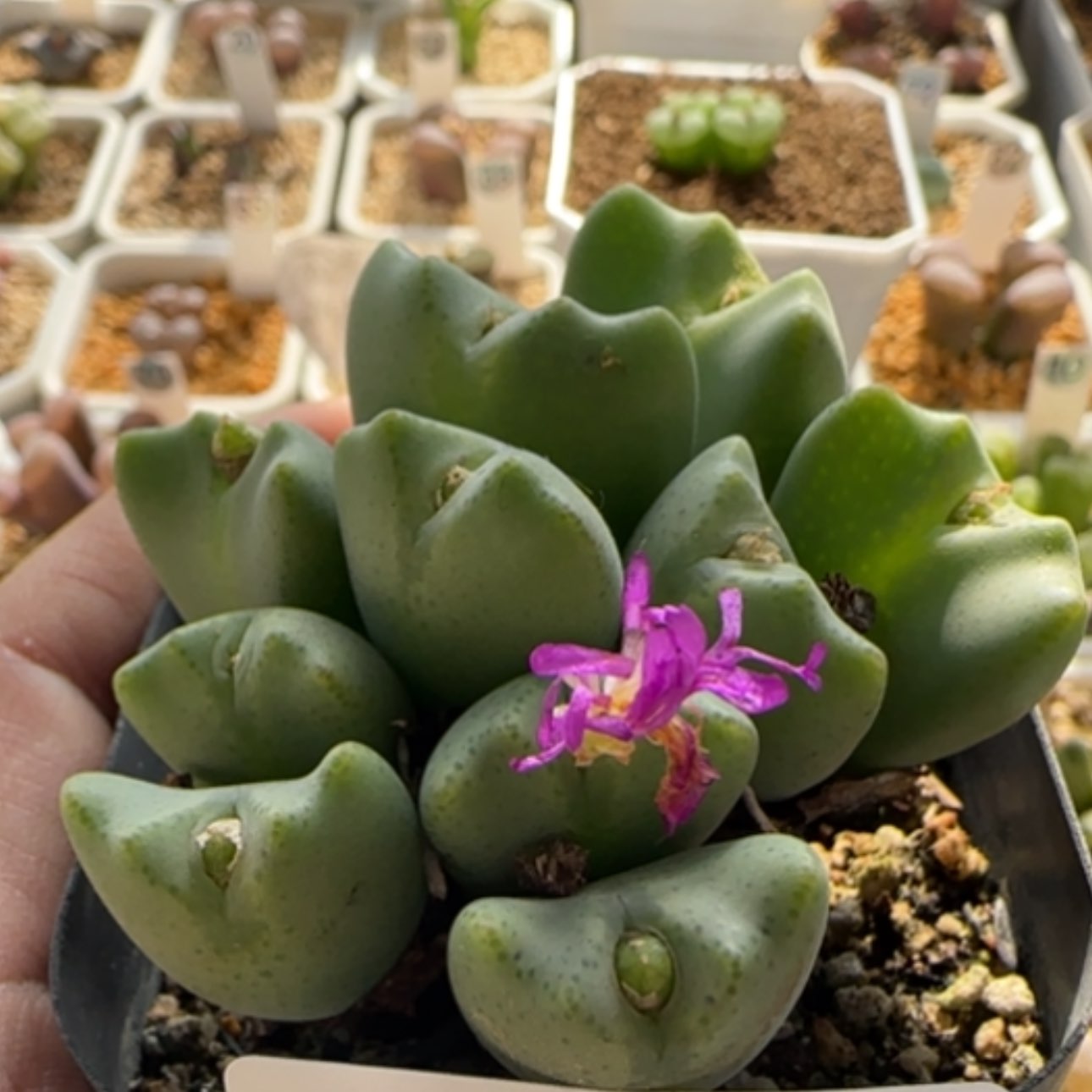 【闪购商品】21373    