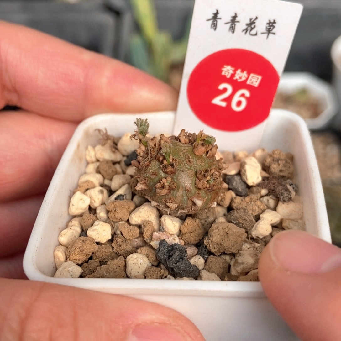 白皮月界1.6cm一棵仙人球