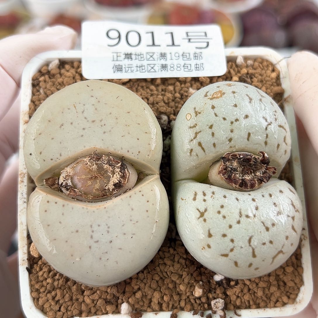 9011六年大白两颗4cm