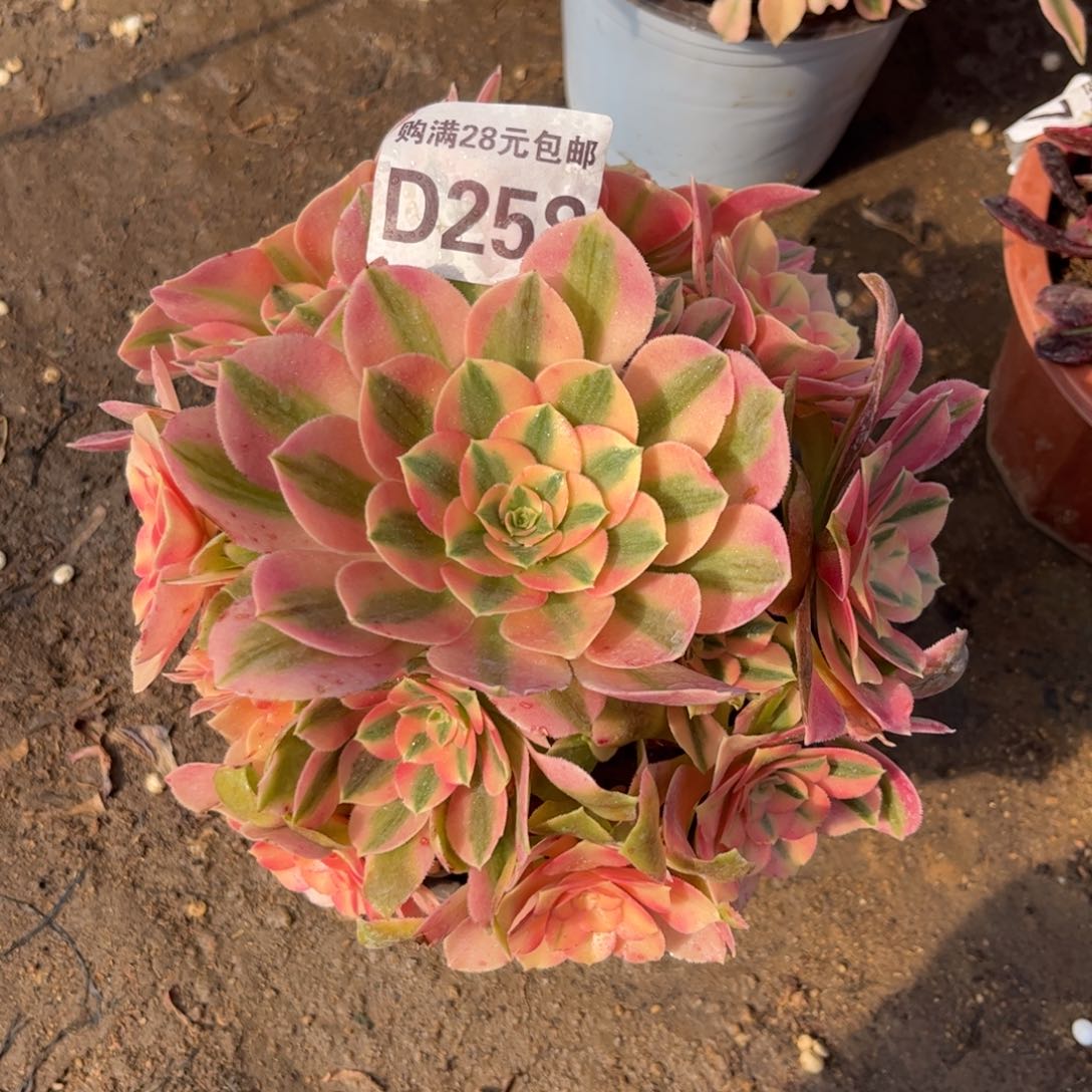 258多肉植物红牡丹