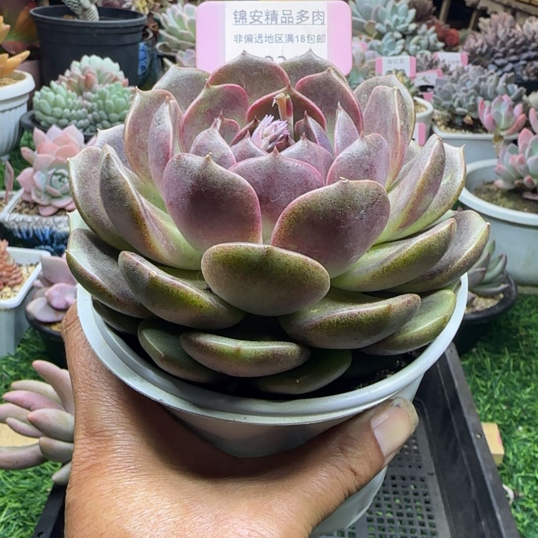 锦安精品多肉植物234