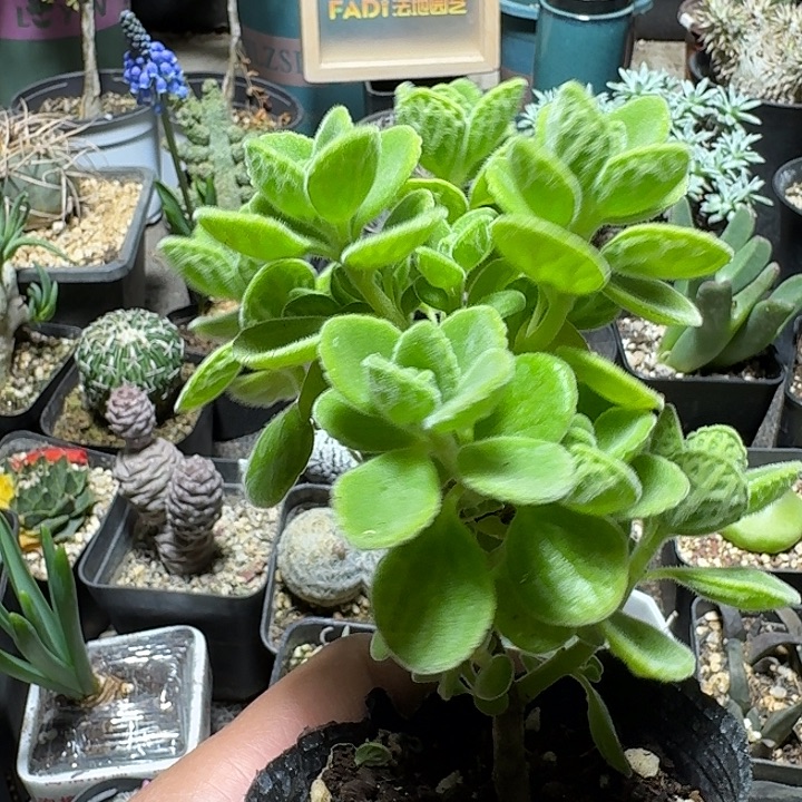 107碰碰香带盆发货一个随机