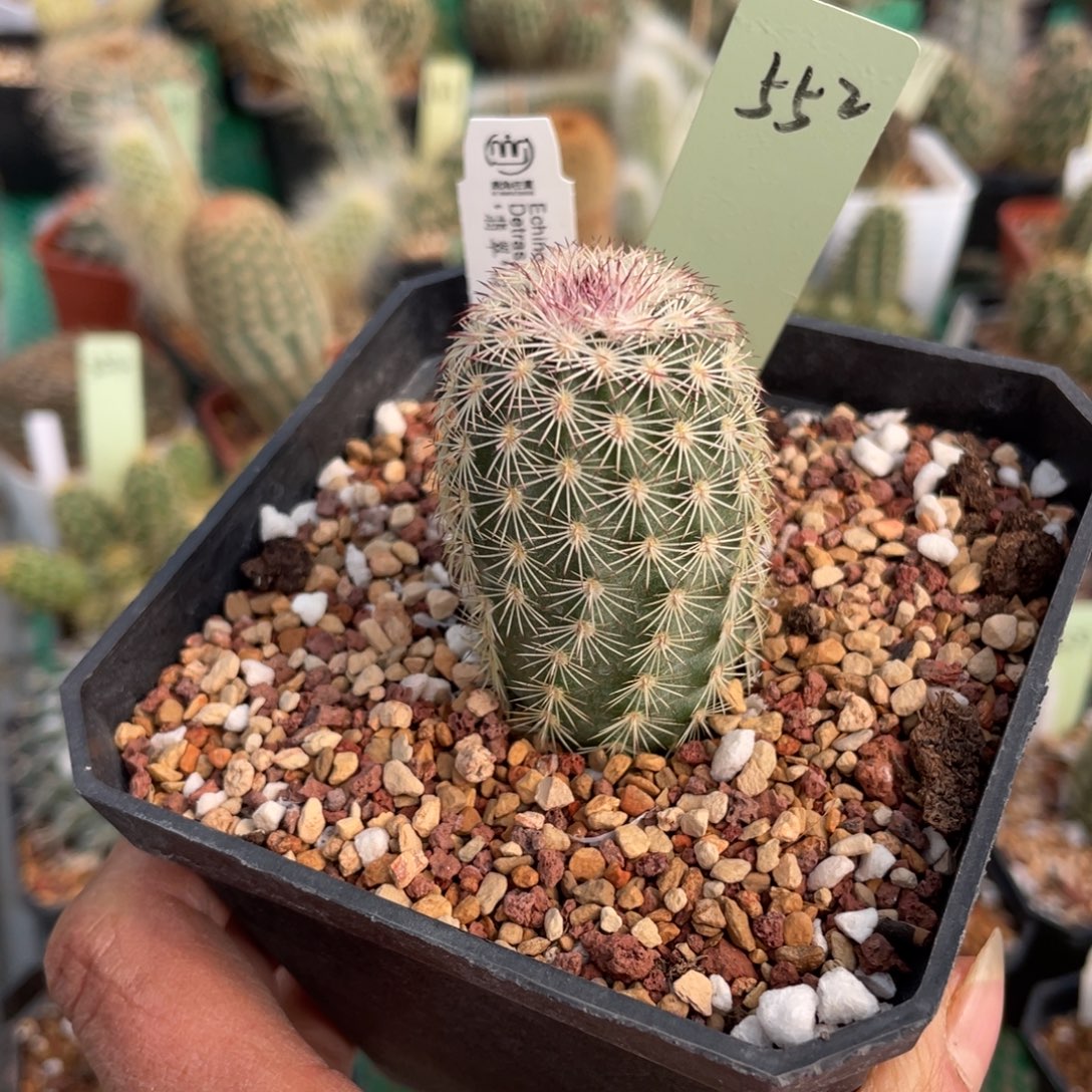 鹿角柱实生仙人球翡翠白花三光