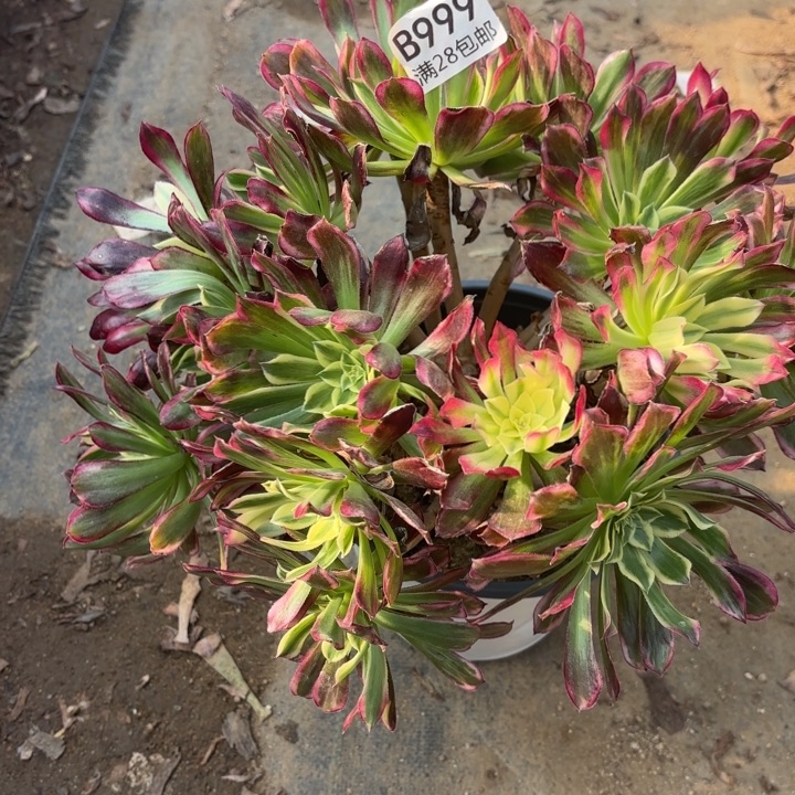 天河多肉处理不包断头999