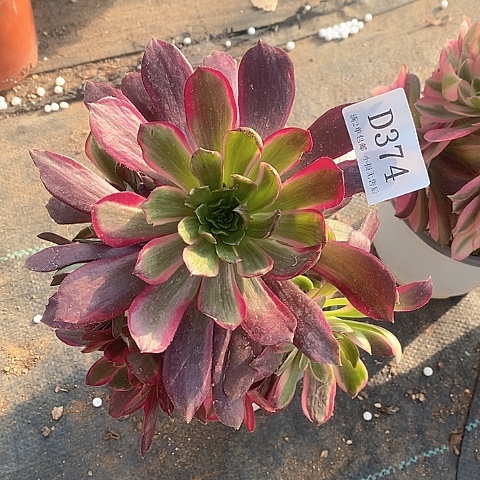 374赤霞飞多肉法师锦