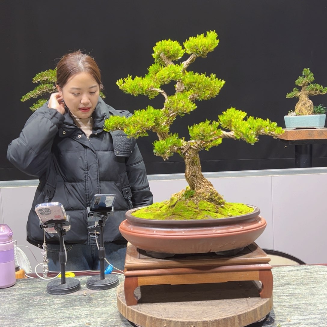 绿植黄杨盆景盆景