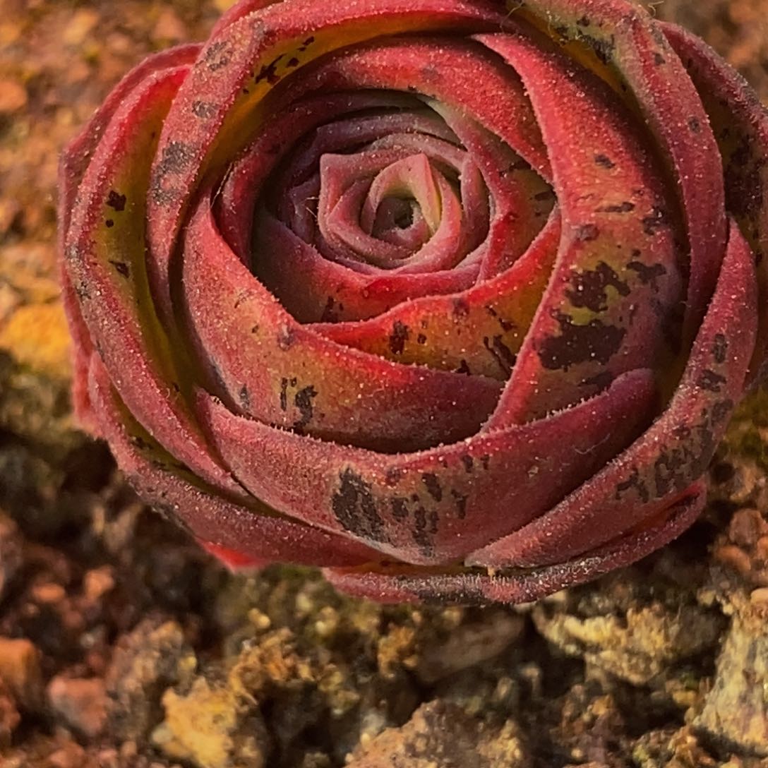 花生 绝色x各种 815