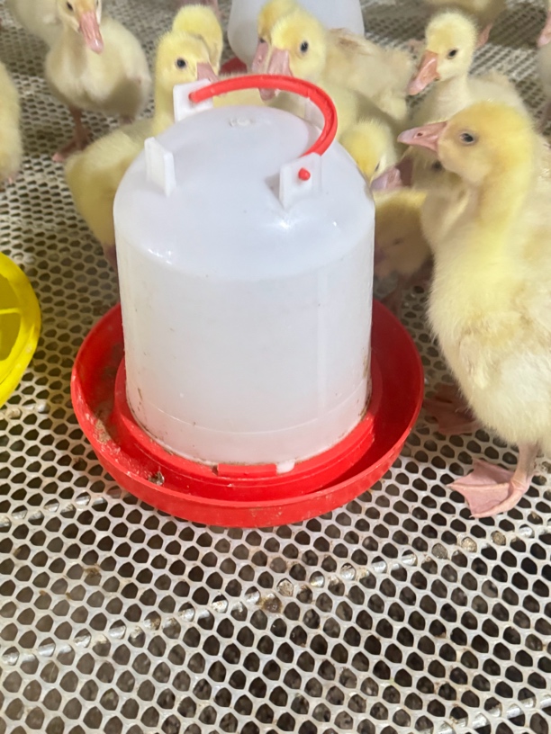 家禽饮水壶 顺丰包邮