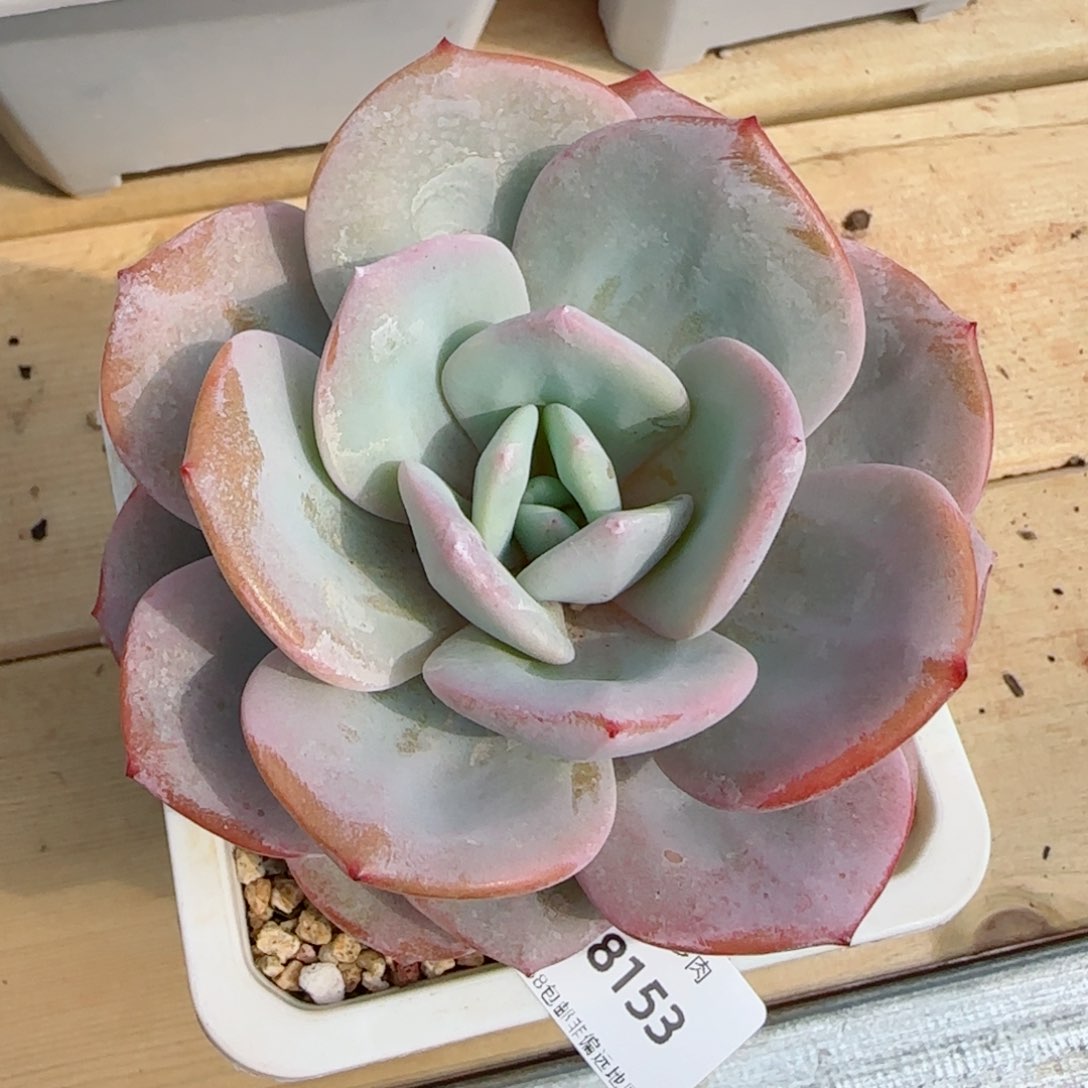 奶茶，8153多肉植物
