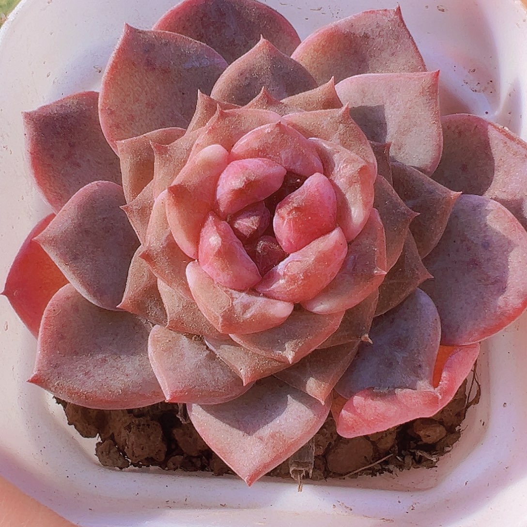 紫墨冰魄19包邮植物