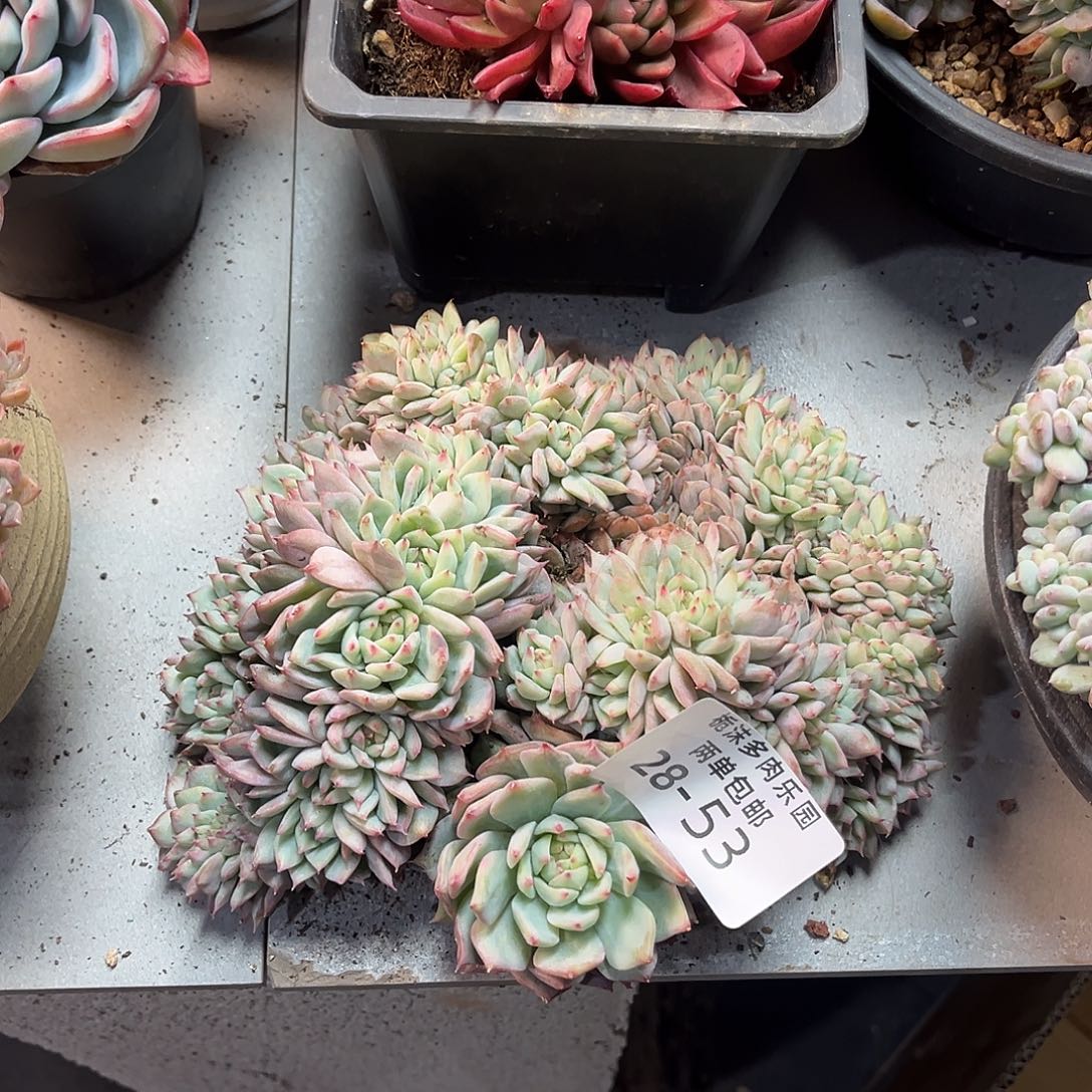 28-53tp缀瑕疵多肉植物