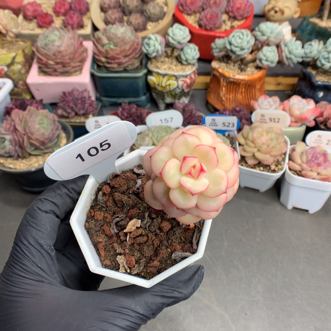 105 探戈锦多肉多肉