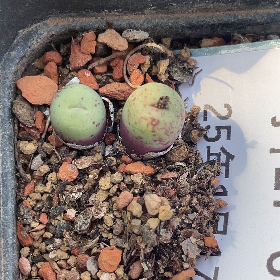 17-63嘴429多肉植物