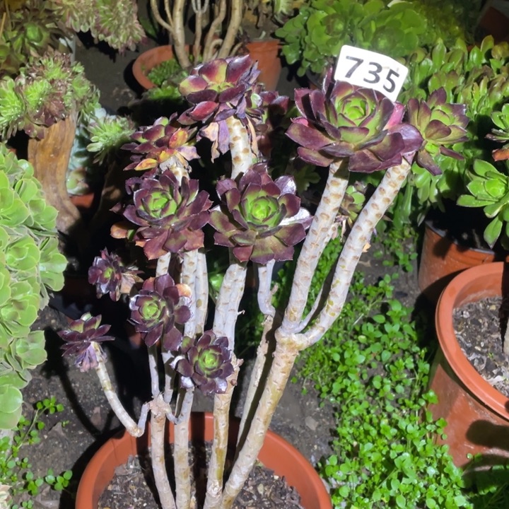 735号黑豆法师多肉植物