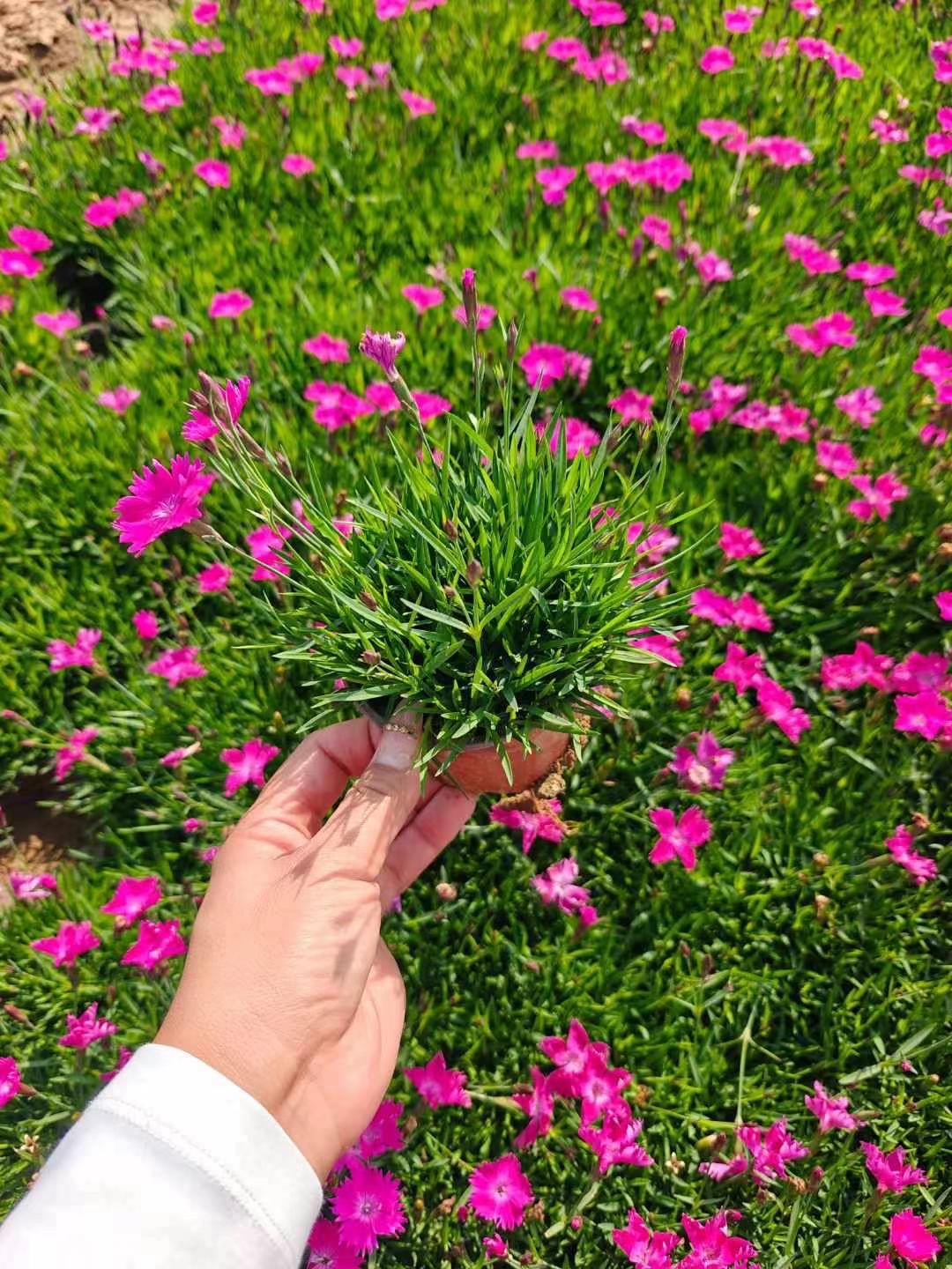 欧石竹大平方专属链接 庭院