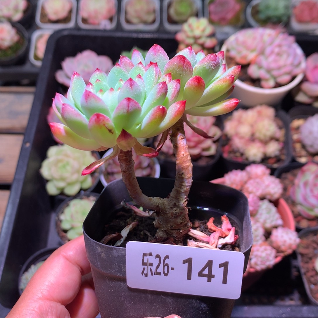 乐然26-141 蓝苹果 