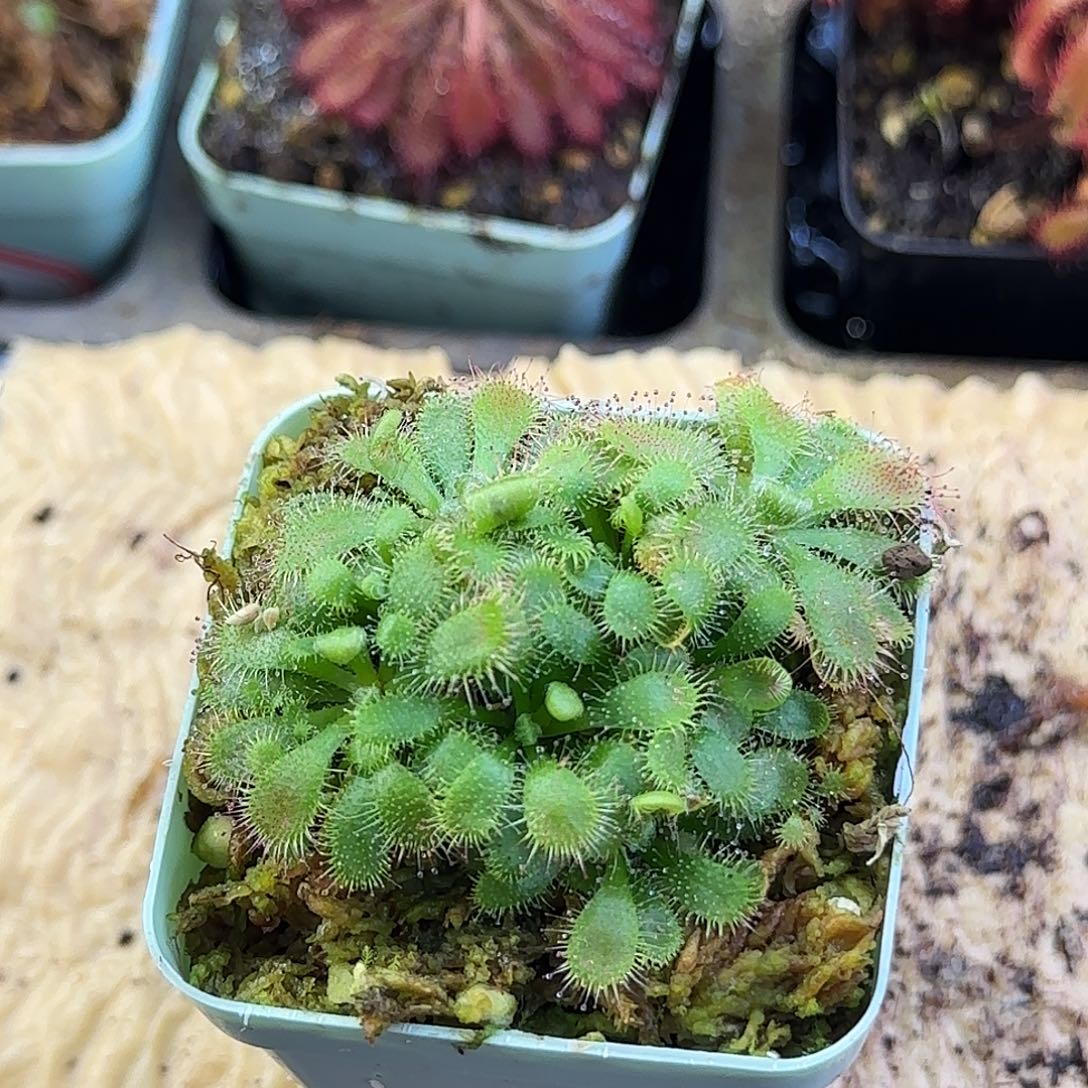 完全开放山地茅膏菜