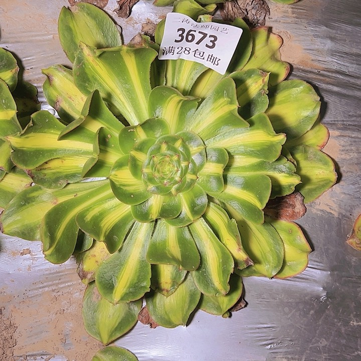 3673暴君多肉植物