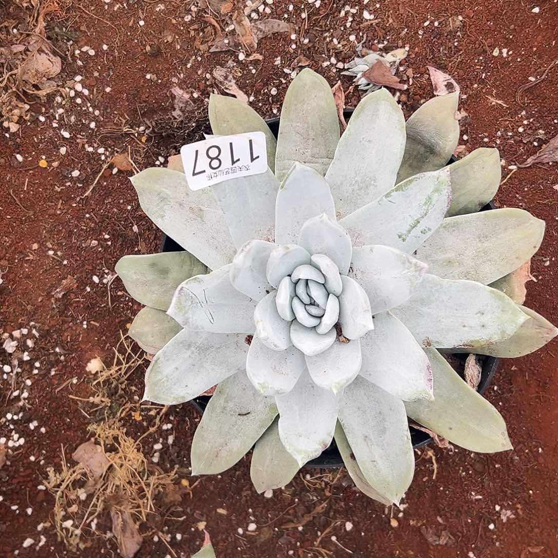 m**k3代杂交仙女杯多肉。