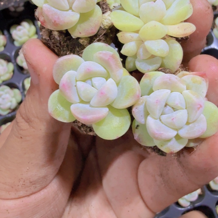 珍妮冰玉五颗一组