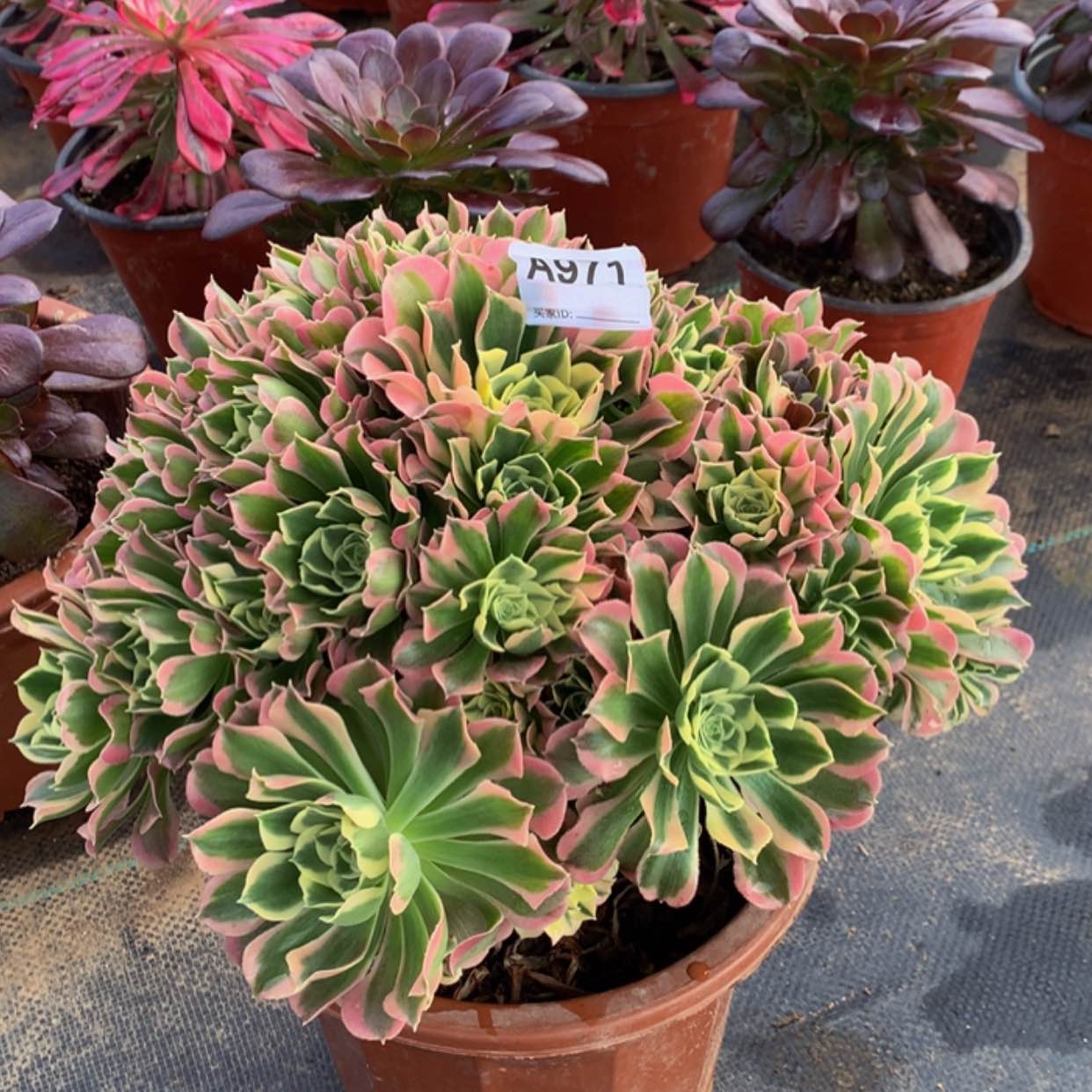 【闪购商品】971白凤