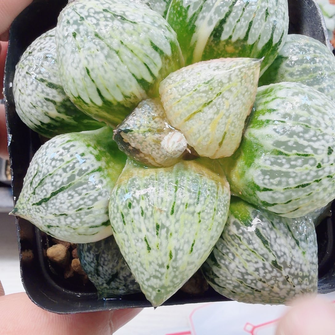 G***）十二卷福利大久保白银