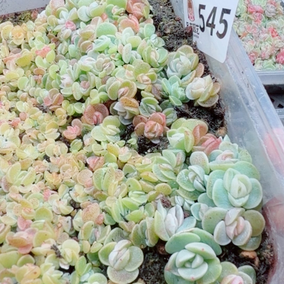 多肉植物多肉植物