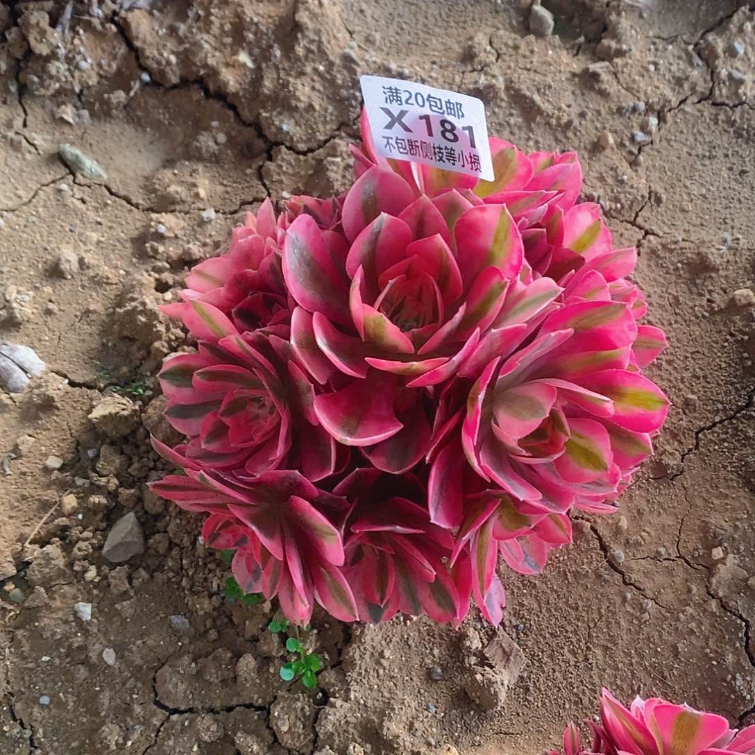 181女巫多肉法师锦多肉老桩