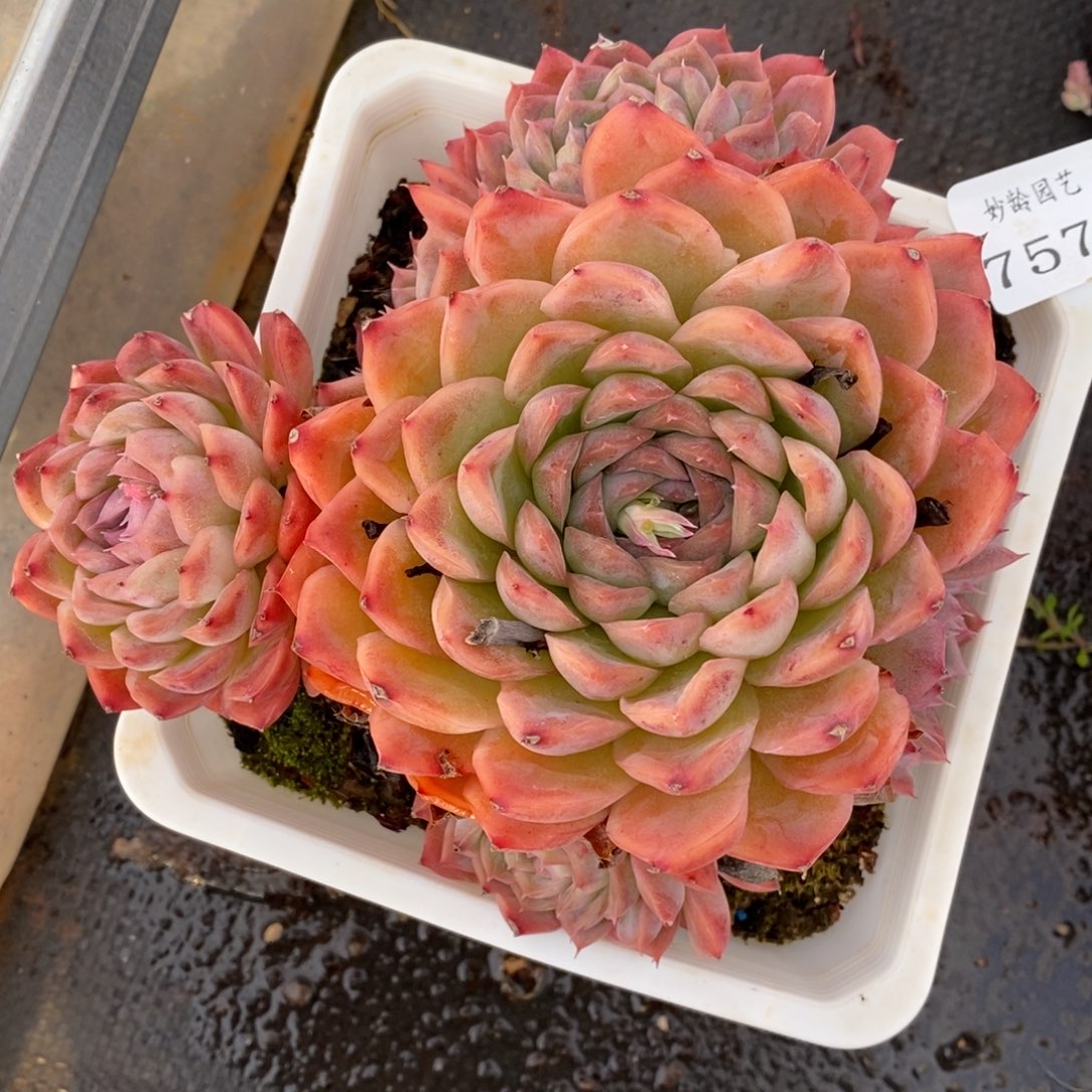 7575杂交多肉老桩