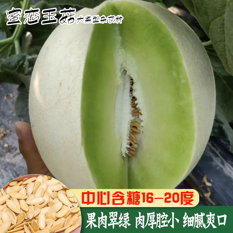蜜恋大果冰糖玉姑甜瓜种子白皮绿肉大果玉菇香瓜种子奶香高甜高产