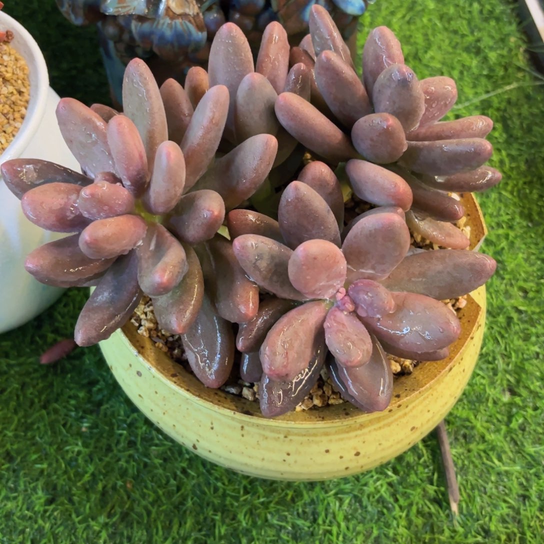 一物一拍，糖果美人