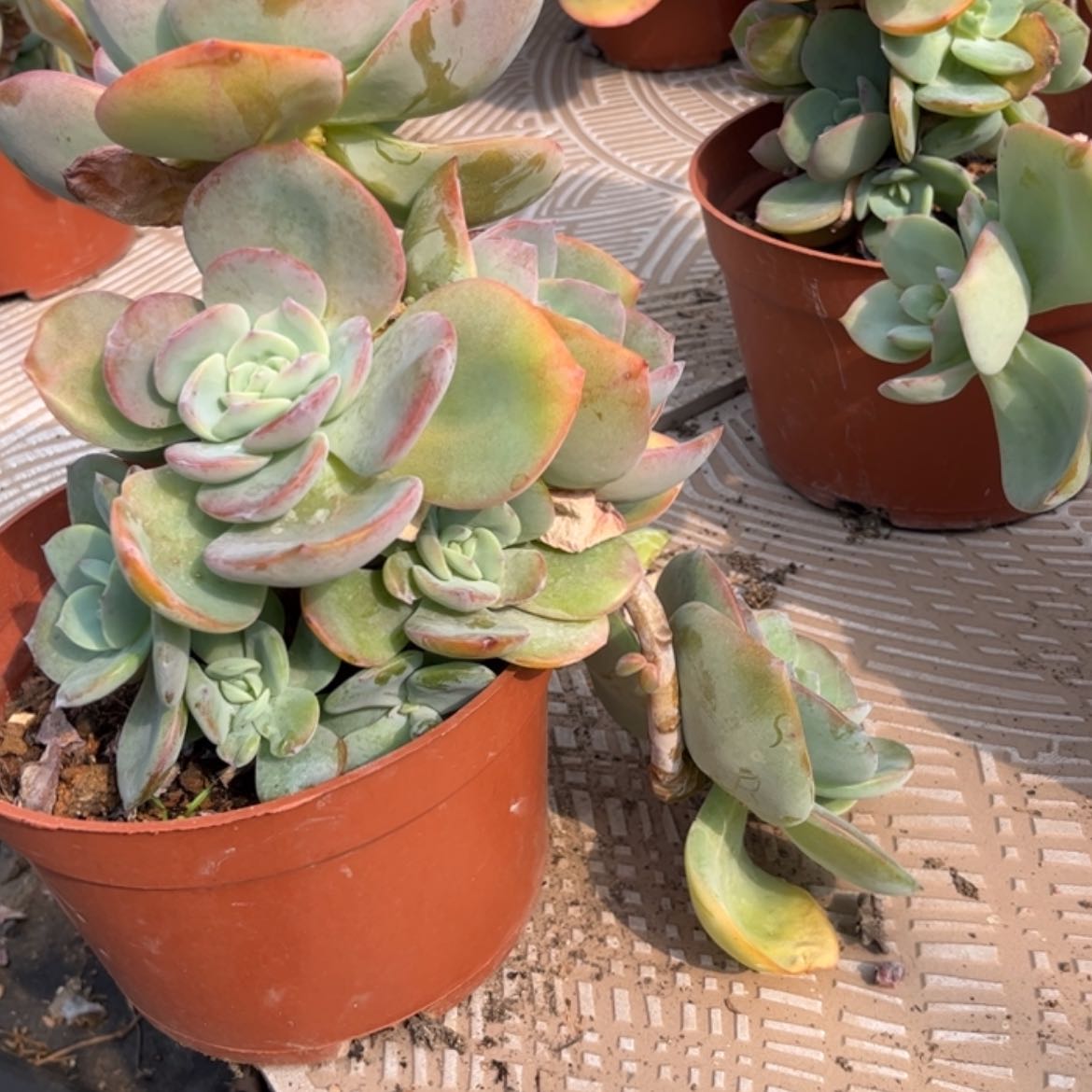 【闪购商品】无花朵常****ʃ