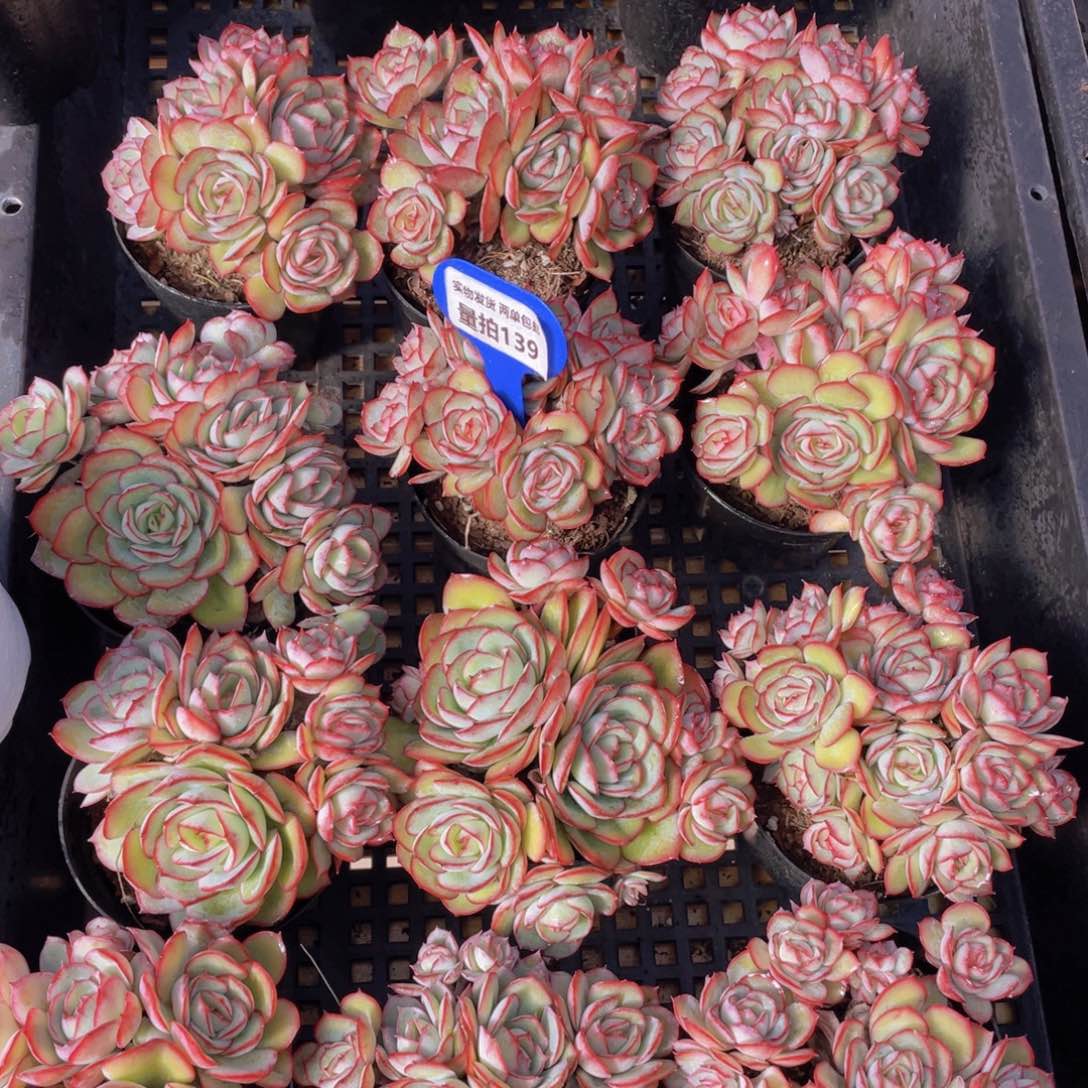 量拍139号 牡丹亭大群生一个