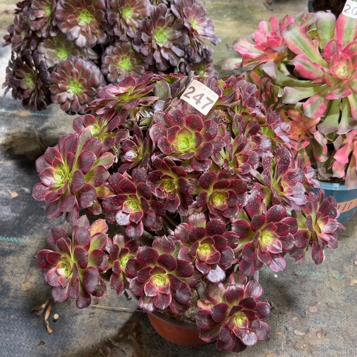 安娜247多肉法师一物一拍