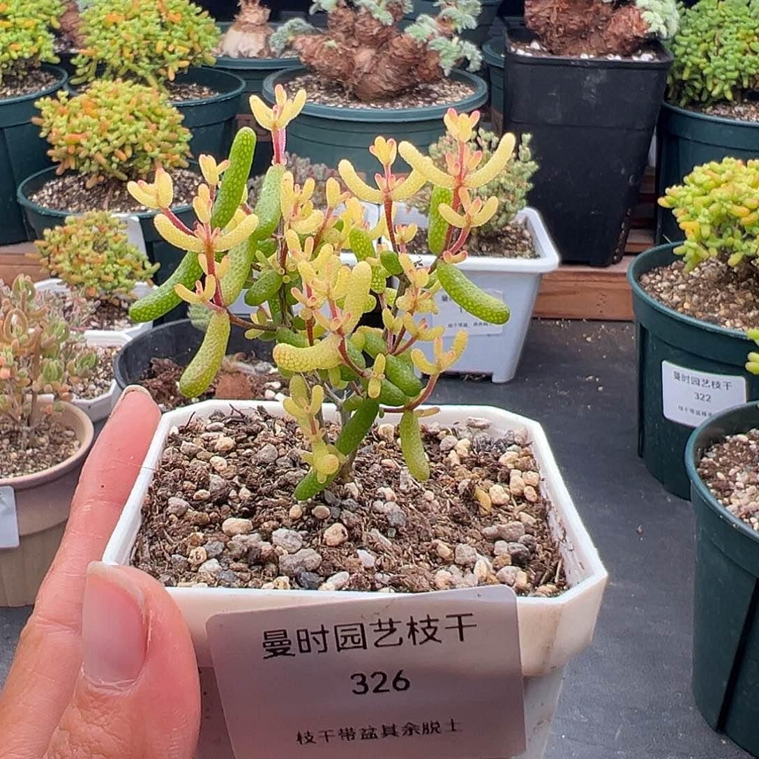 326号糖球锦11.24多肉