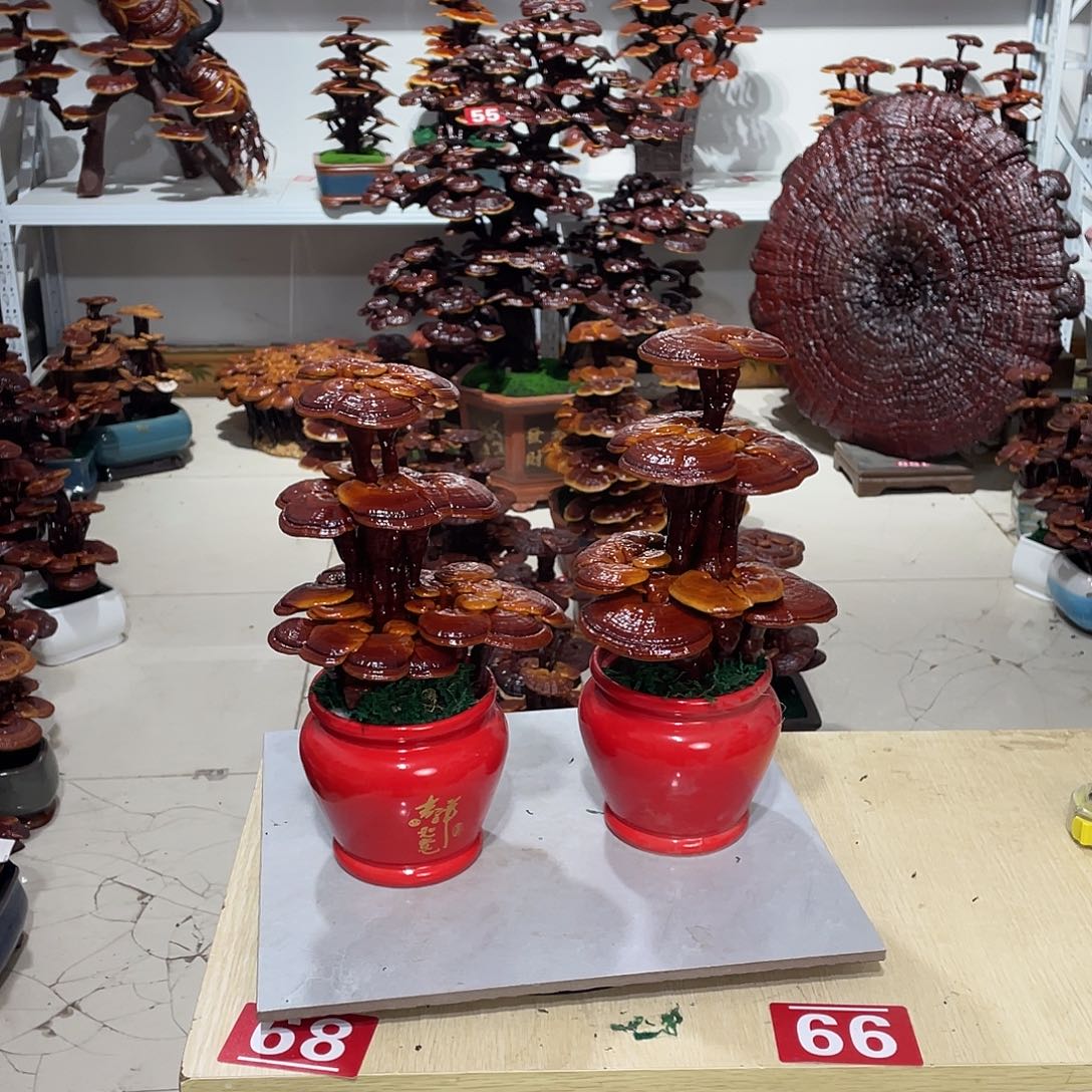 无花朵88888888888888888