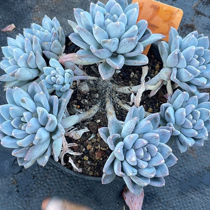 两单包邮，一物一拍123奶糖