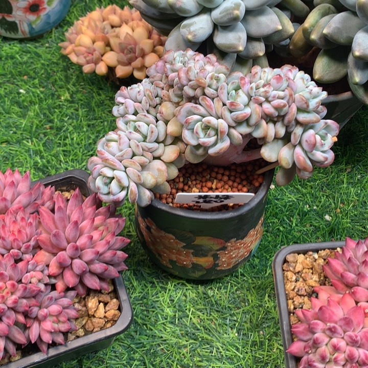 星星雪树缀多肉发货